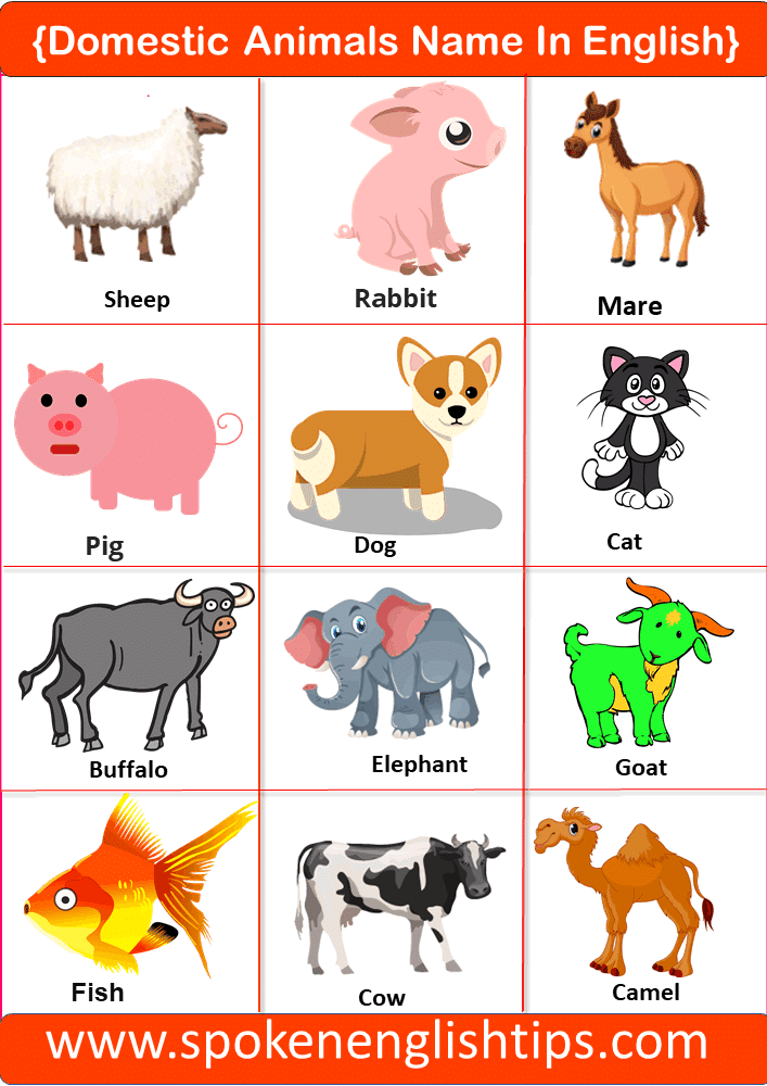 100 Animals Name In English Amazing | Types Of Animals With Pictures, List  Of Animals - 2022 » 