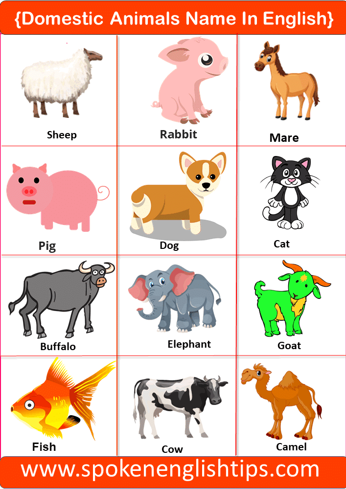 animals name in english