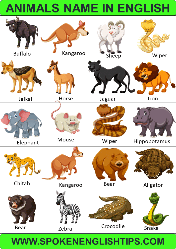 100 Animals Name In English Amazing | Types Of Animals With Pictures, List  Of Animals - 2022 » 
