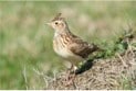 birds name in english