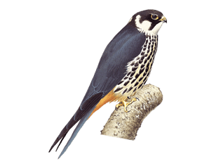 Eurasian Hobby