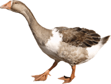 Goose