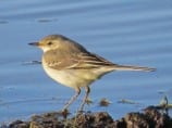 Wagtail 