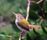 Tailorbird