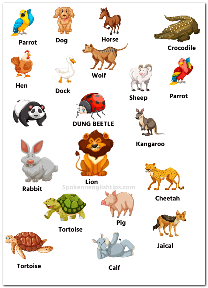 50+ Animals Name In English With Pictures 2024