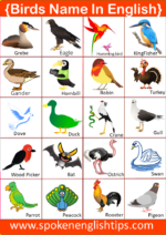 Birds Name: List Of A Birds Name In English With Pictures