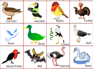 birds name in english