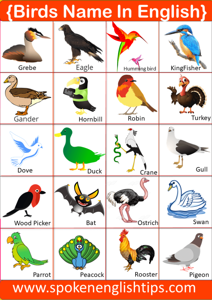 Birds Name: List Of A Birds Name In English With Pictures