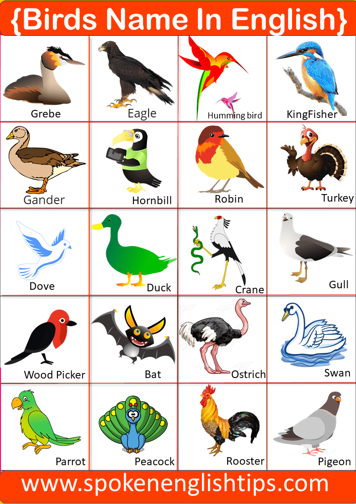 birds name in english