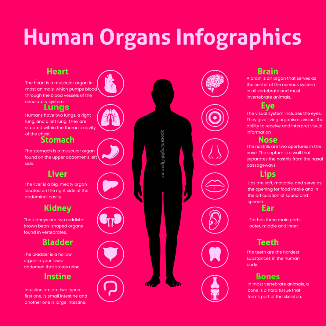 human-organs-infographic