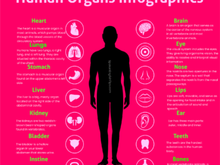 Human Organs Infographic