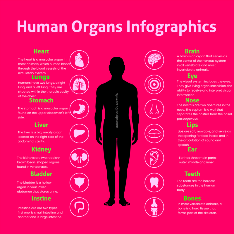 Human Organs Infographic