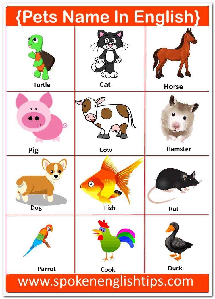 animals name in English