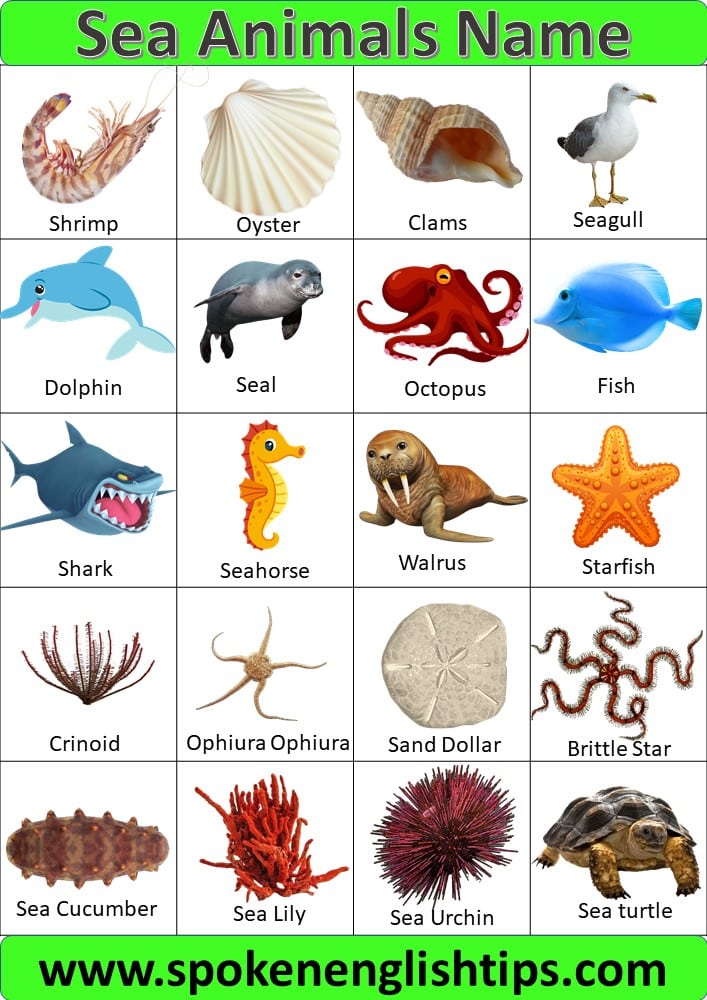 aquatic animals chart