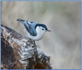 Birds Name: Amazing List of a Birds Name in English with Pictures in 2023
