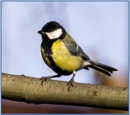 Birds Name: Amazing List of a Birds Name in English with Pictures in 2023