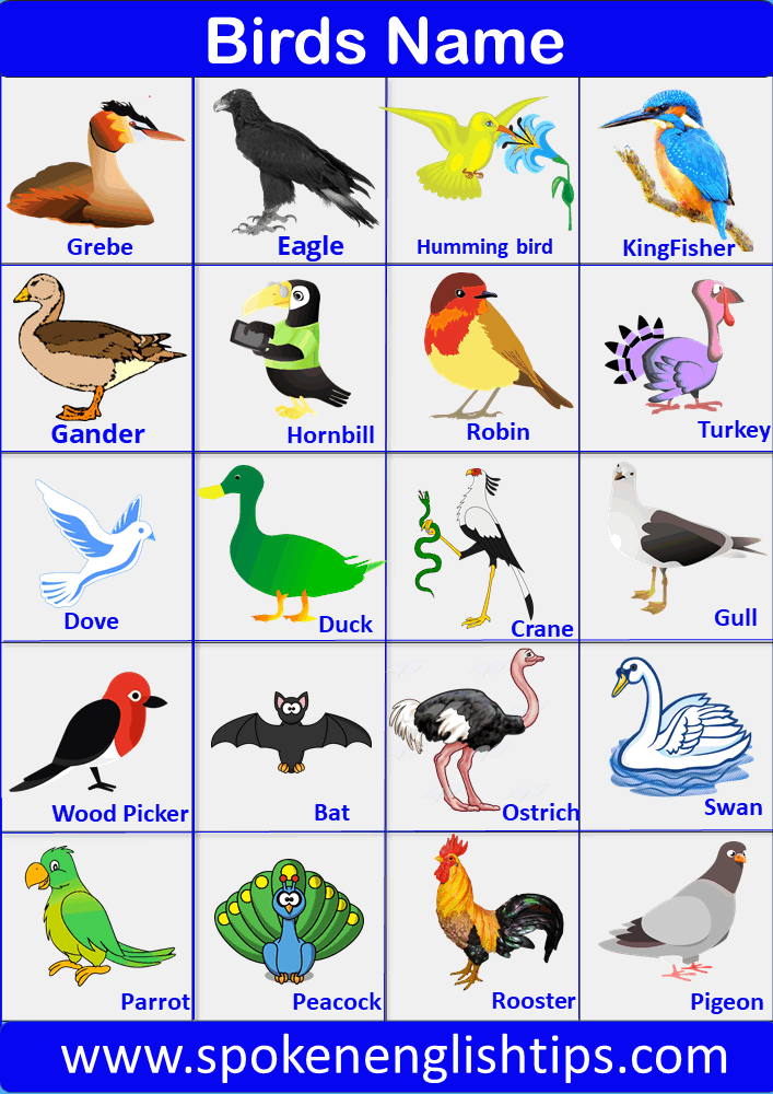 Birds Name: Amazing List Of A Birds Name In English With Pictures In 2023 »  