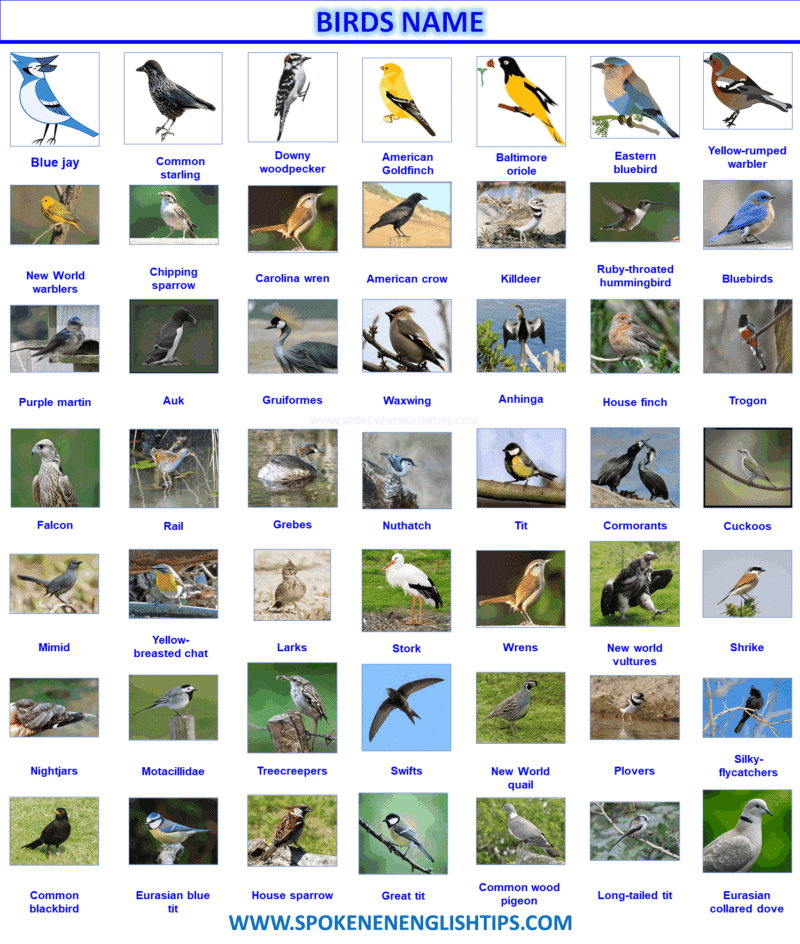 Birds Name: Amazing List Of A Birds Name In English With Pictures In ...