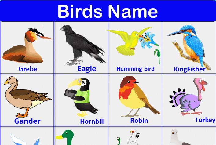 Birds Name: List of a Bird Name in English with Pictures