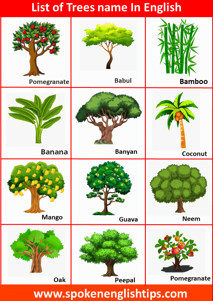 trees name