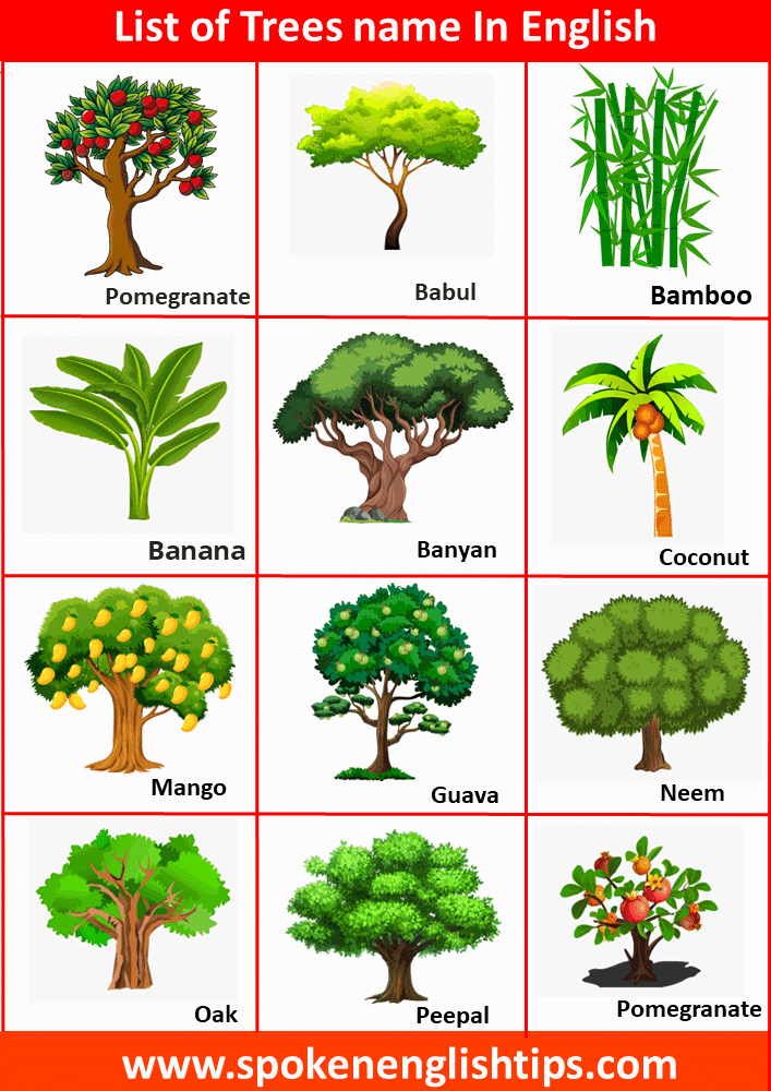 trees names in english