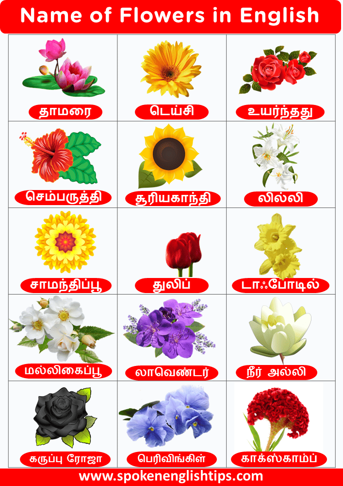 100 flowers name in Tamil and english