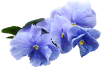 List of Flowers Name with Pictures