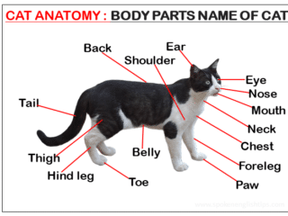 Body Parts Name of Cat