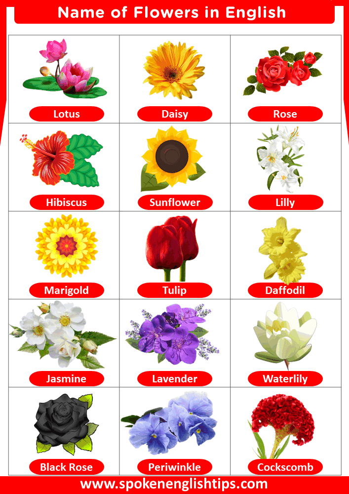 flower names