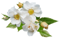 List of Flowers Name with Pictures