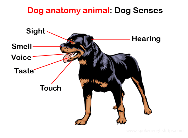 dogs anatomy