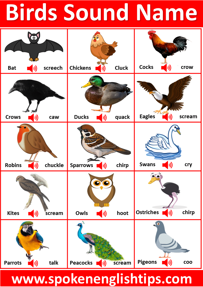 Birds sound name