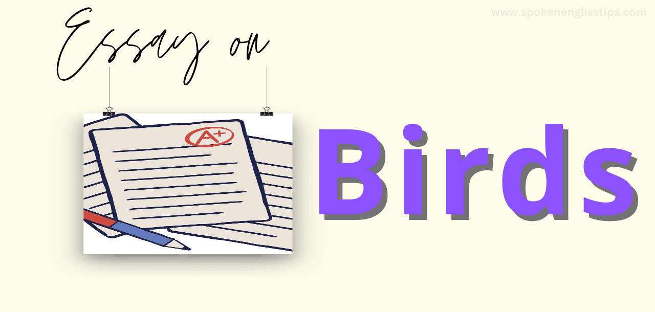 an essay about birds