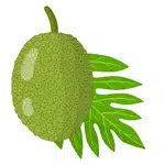 30+ Green Fruits Name | Green Colour Fruits