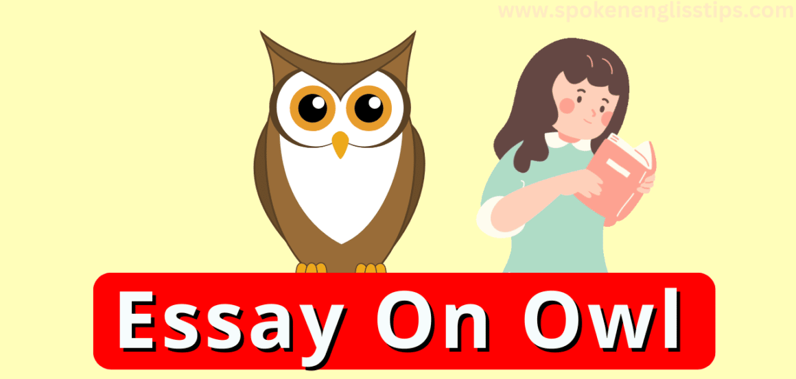 essay on owl