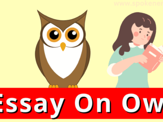 essay on owl