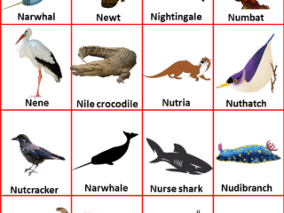 Animals That Starts With N