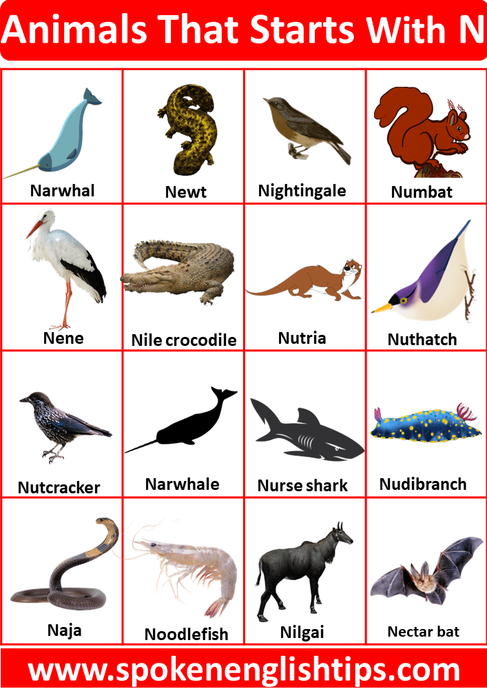 Animals That Starts With N
