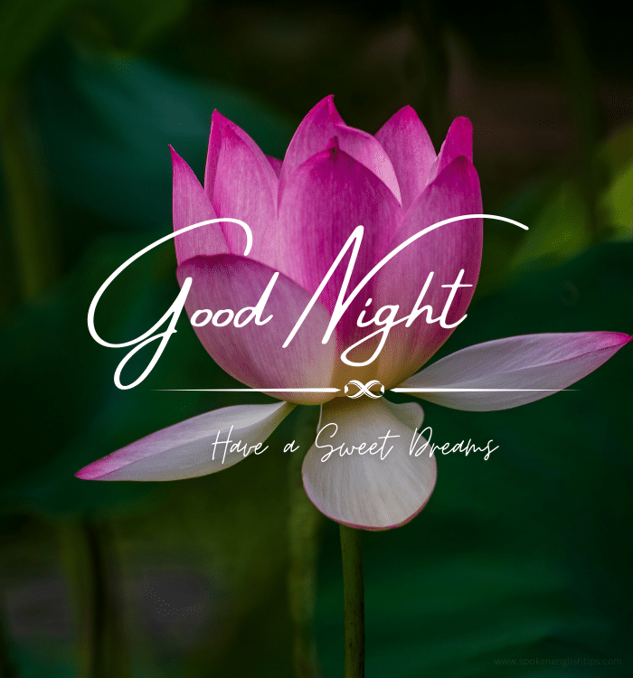 lovely good night images HD
