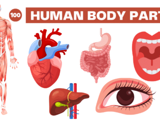 Human Body Parts Name