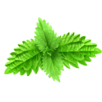 Mint Leaves