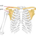 Scapula