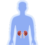  Adrenal glands