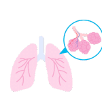 Bronchioles