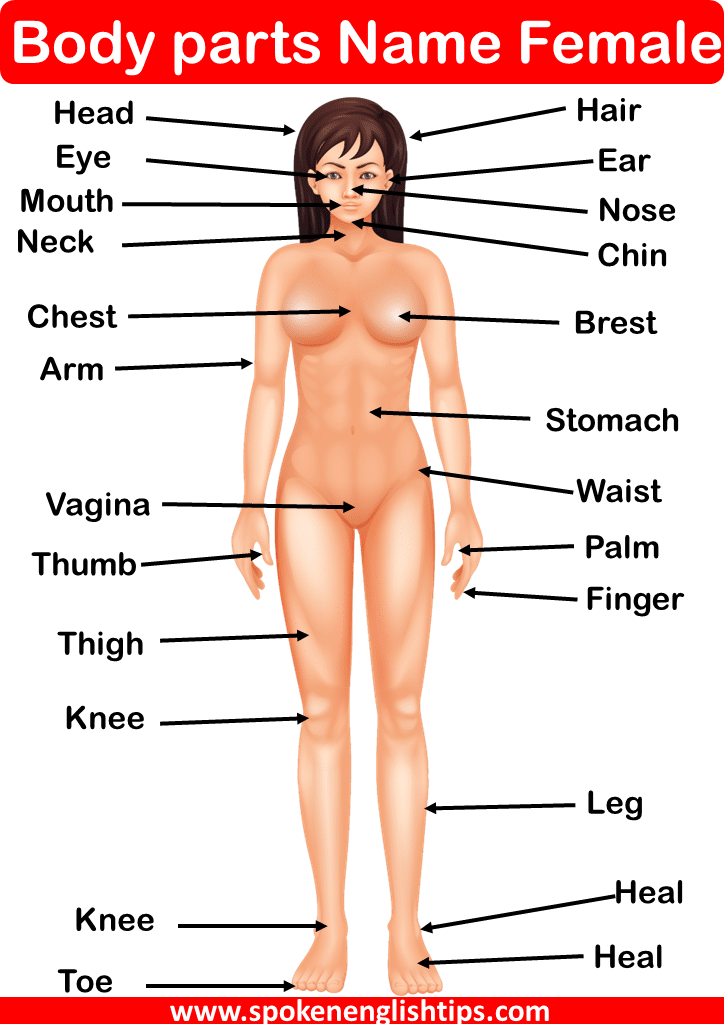 Body Parts Name Female in English with Pictures
