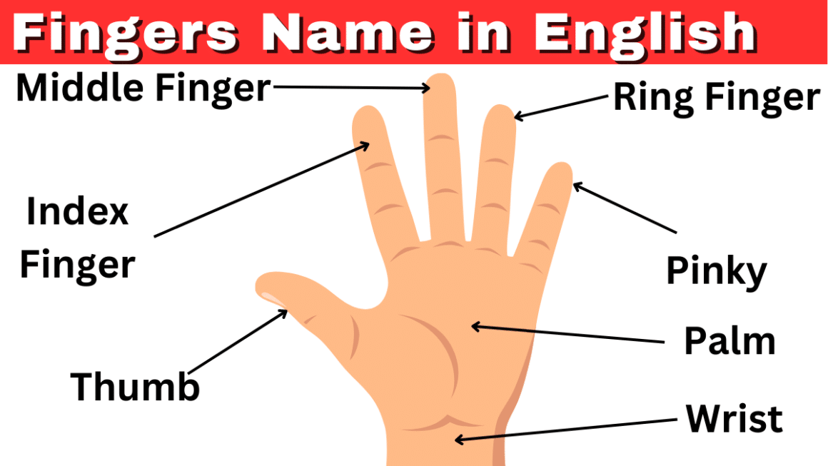 Fingers Name in English