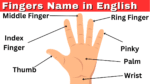 All Five Fingers Name In English With Pictures