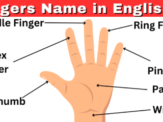 Fingers Name in English