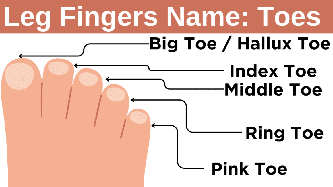 Leg Fingers Name in English