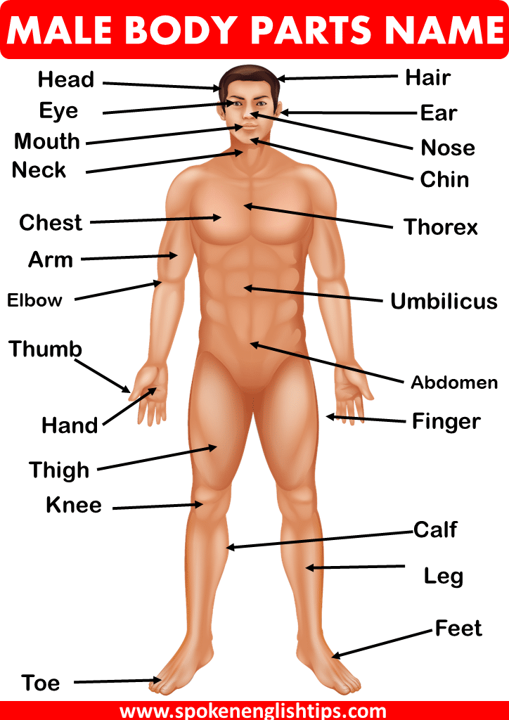 Male Body Parts Name